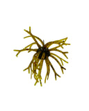ITTY'S SECRET BAITS 18MM OOGIN 3PC