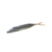 ELECTRIC SHAD