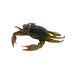 DARK BROWN OLIVE CRAB