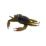 SAVAGE GEAR DURATECH CRAB 1/2OZ