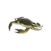 GREEN CRAB