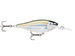 GILDED MANGROVE MINNOW