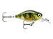 LIVE PERCH