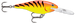 HOT TIGER