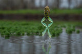 LIVE TARGET ULTIMATE FROG WEEDLESS POPPER